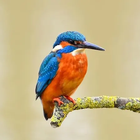 La Bessinoise, 4chambres, Fibre Optique Et Canoe Niort & 別荘 ベシーヌ