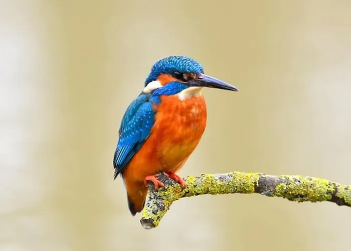 La Bessinoise, 4chambres, Fibre Optique Et Canoe Niort & 度假居 Bessines